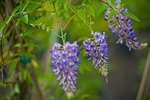 Blue Moon Wisteria Vine 2 Year Plant Fragrant Flowers Attract Hummingbirds