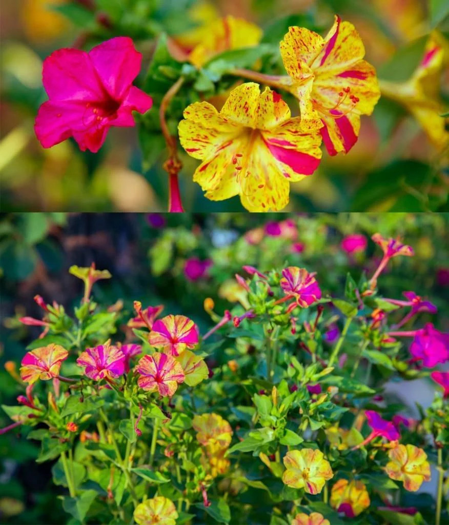 Marvel of Peru Four O Clock Seeds | Color Changing Rainbow Mix Flower Seed 2025