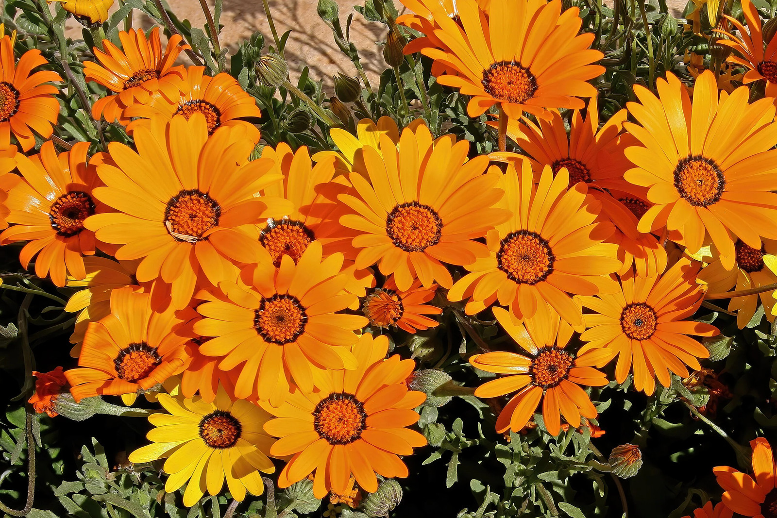 African Mix Daisy Seeds | Cape Marigold Rain Namaqualand Orange Flower Seed 2025