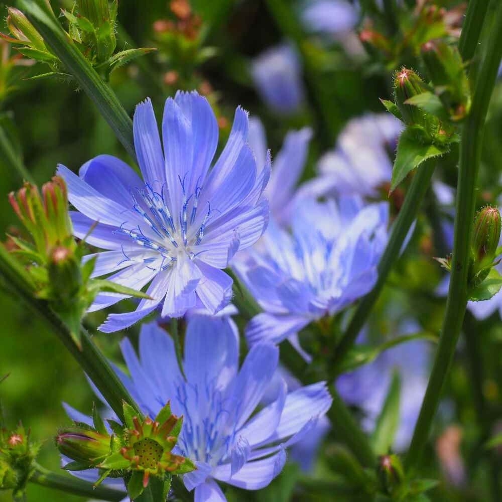 1000+ CHICORY SEEDS (Cichorium intybus)- Blue Dandelion | Coffeeweed -Succory US