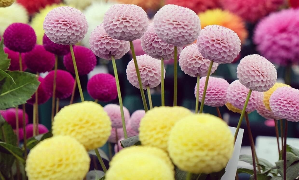 Dahlia Pom Pom Seeds for Planting – 100+ Seeds – Mixed Color Pom Pom Dahlia Seed