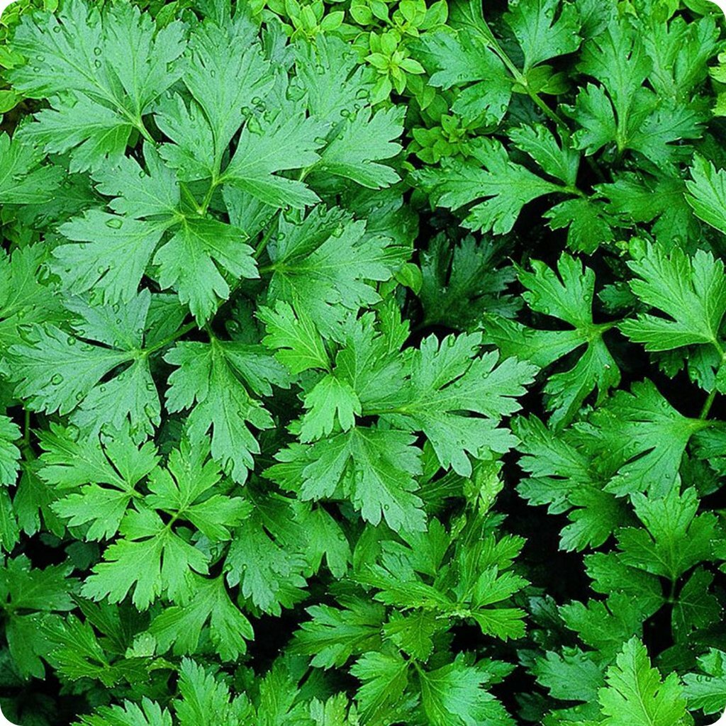 Giant Of Italy Parsley Seeds 500+ Leaf Herb Garden NON-GMO USA FREE SHIPPING