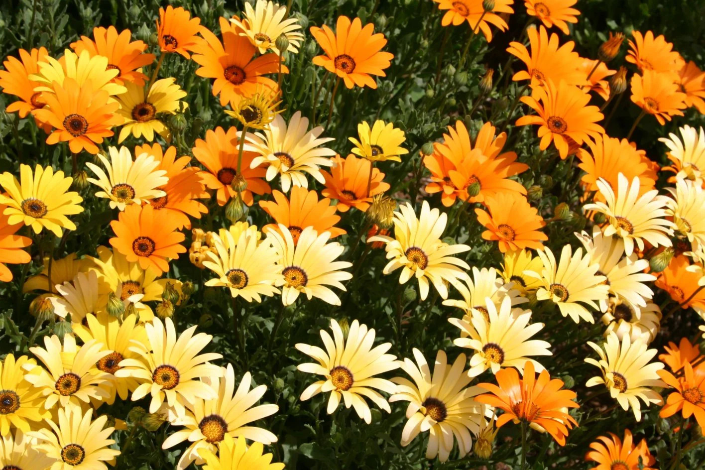 African Mix Daisy Seeds | Cape Marigold Rain Namaqualand Orange Flower Seed 2025