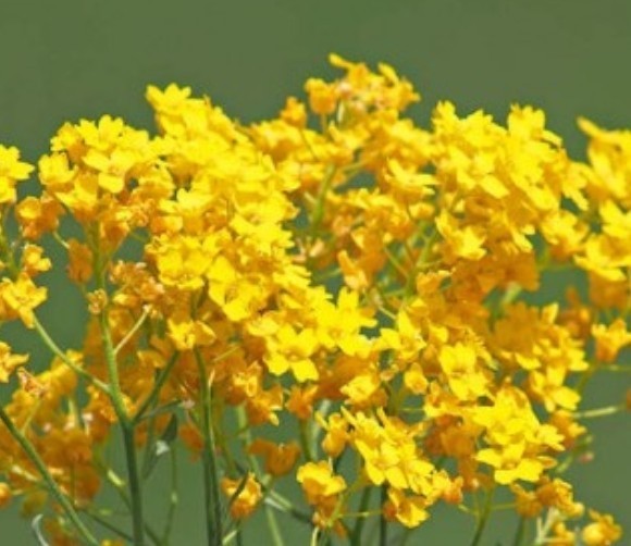 250+ Basket of Gold Alyssum Seeds **Fresh Seeds** ~~Free Shipping~~