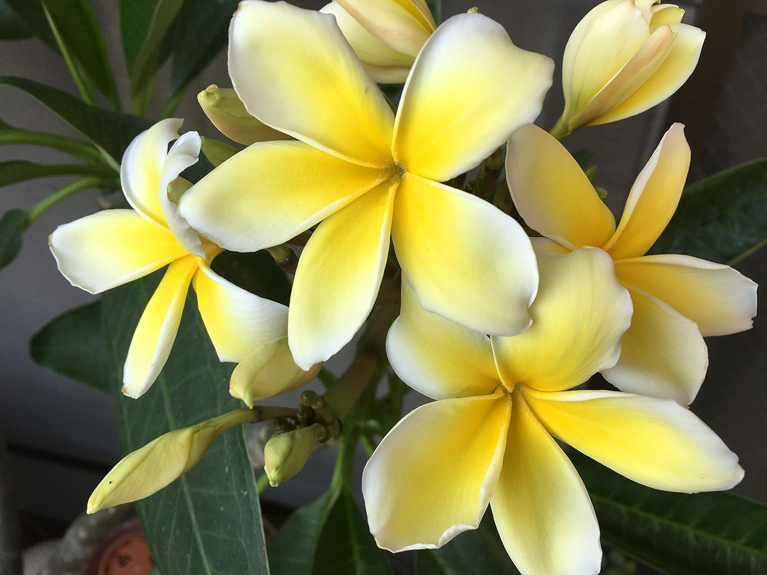 Mixed Hawaiian Plumeria Frangipani Cuttings Red White Yellow Pink 8″-10″ Long (P