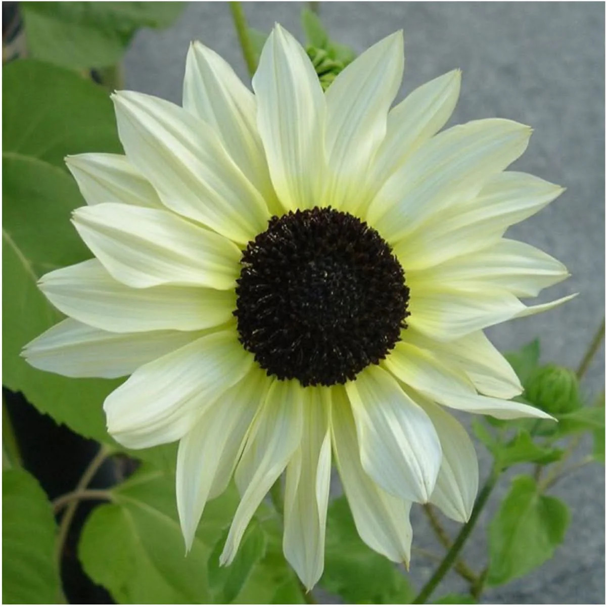 Crazy Mixed Sunflower Seeds For Planting (Helianthus annuus) 15+ Varieties