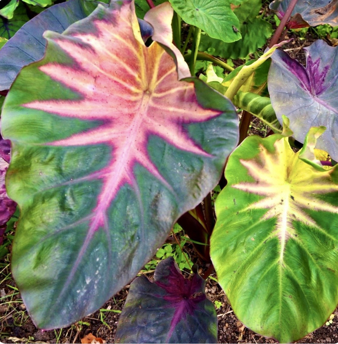 Madeira Star- Colocasia esculenta- Elephant Ear – SMALL ROOTED STARTER Plant
