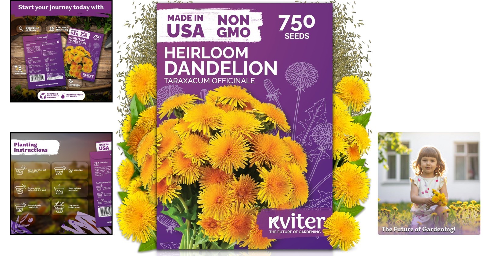 750 High Germination Rate Dandelion Seeds – Perfect for Sustainable Gardens
