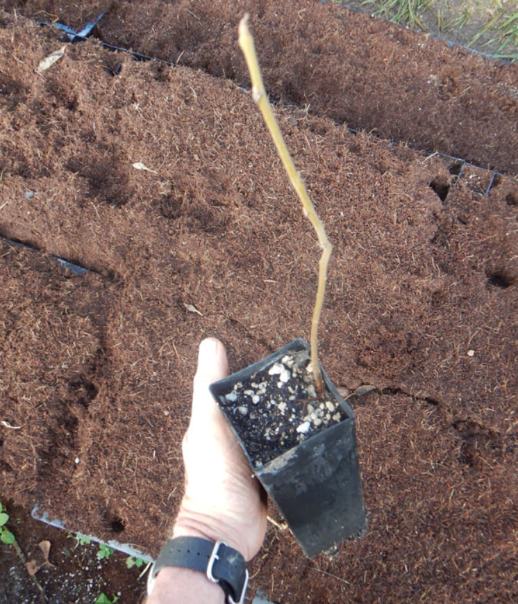 Live Black Walnut Tree – 12–18″ Tall – 4″ Pot – No Shipping to AK, HI and PR