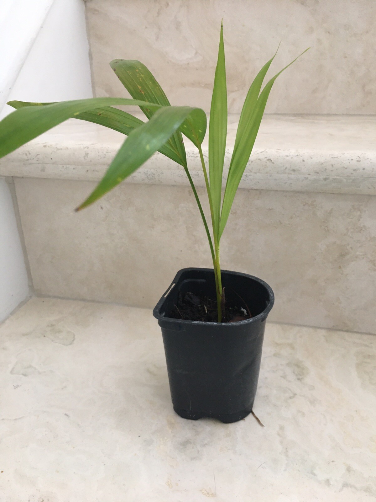 6 Areca palm 8” Starter seedling LIVE PLANTS! Fully Rooted! VERY Healthy!