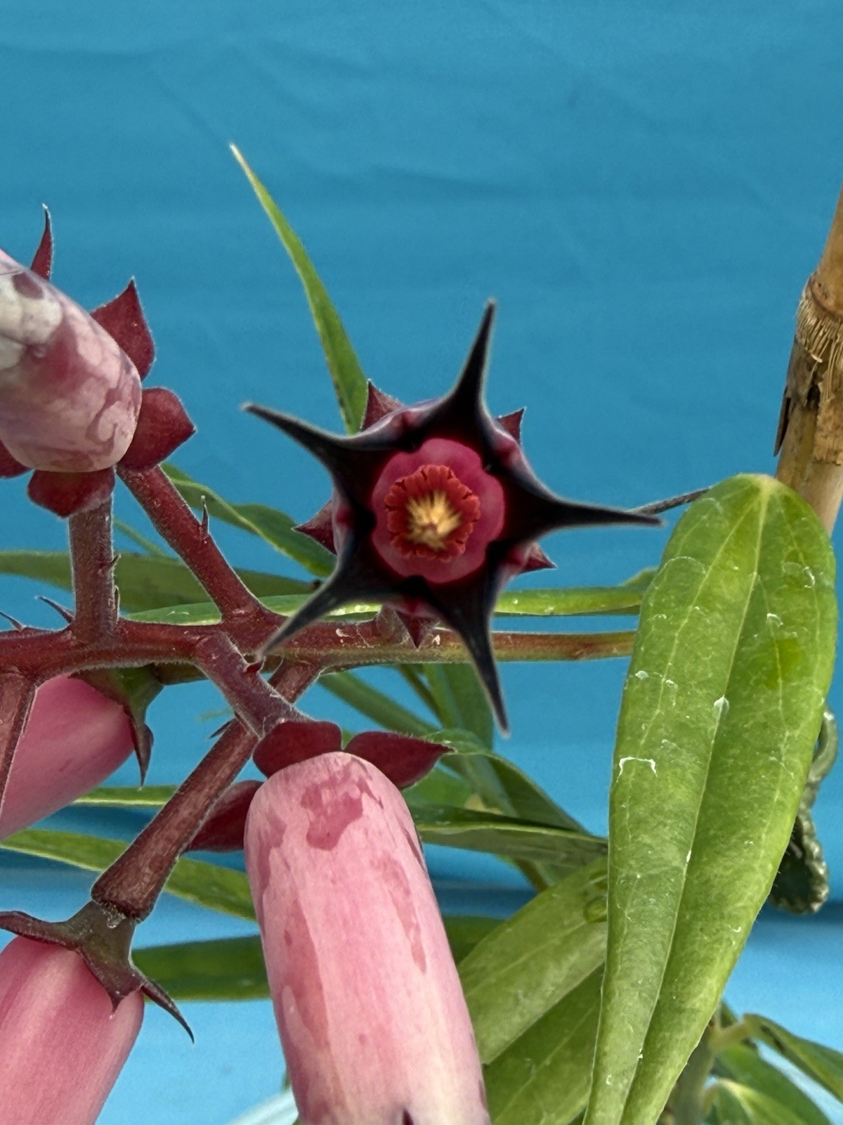 Ceratostema gauchiizacae Black Pink BS Neotropical Ericaceae Blooming 4.5” Pot