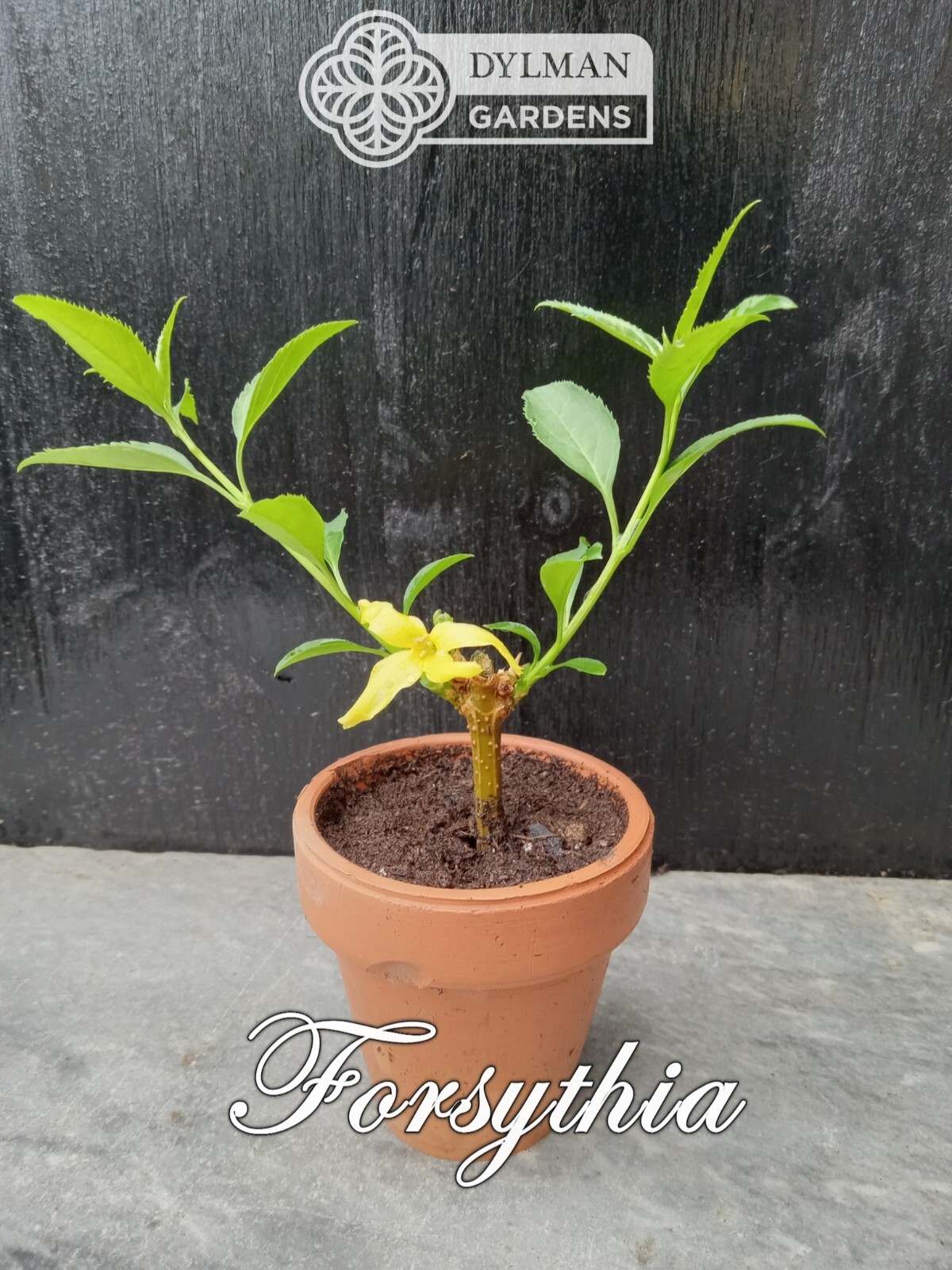 Forsythia Plant (Forsythia x intermedia) – Yellow Spring Blooms – Multiple Sizes