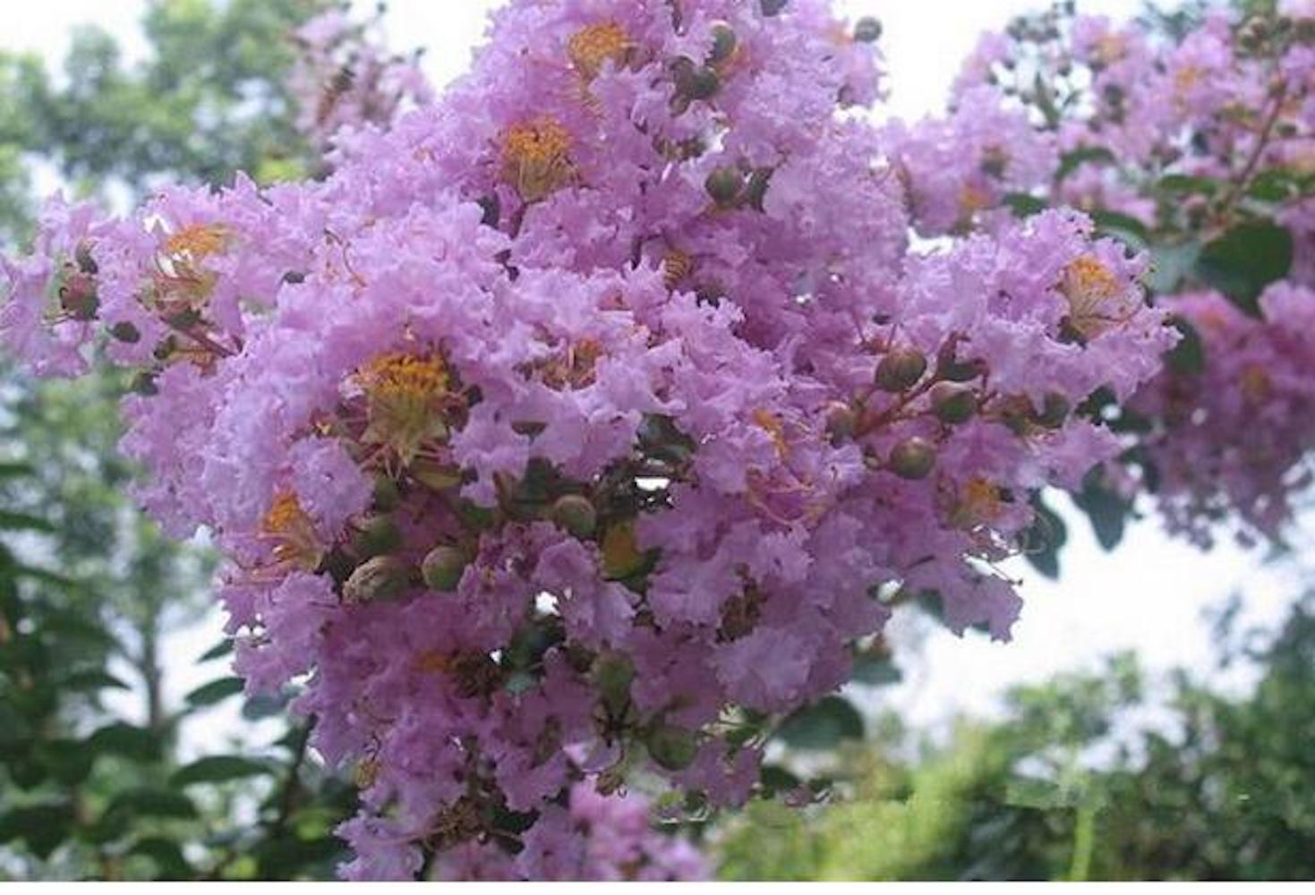 20 SEEDS CRAPE/CREPE MYRTLE flowering bloom tree bush rare exotic plant garden