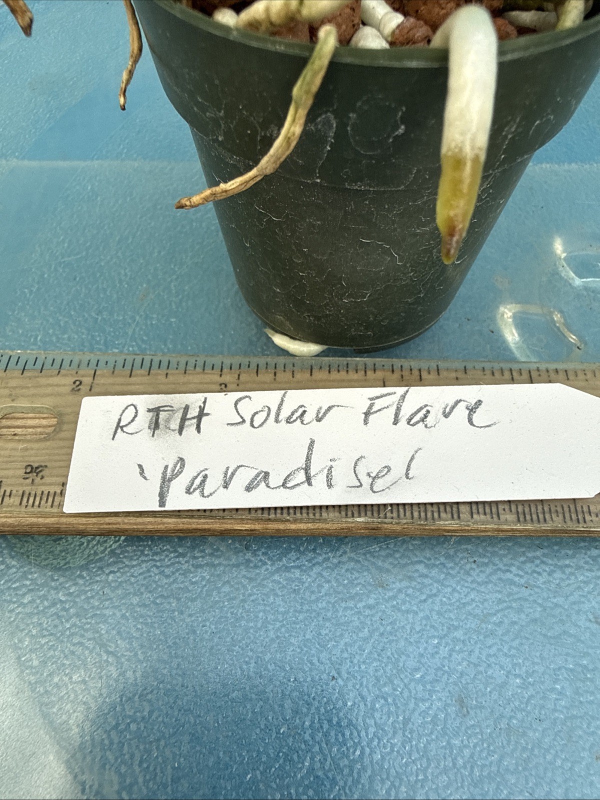 Cattleya Solar Flare ‘Paradise’ White Yellow Flare NBS Orchid Hybrid 2.5” Pot