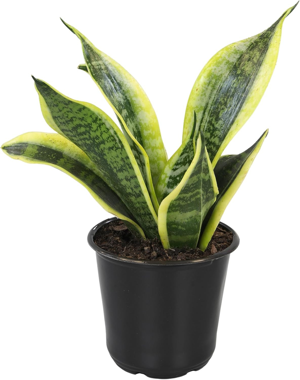Planta Sansevieria Zeylanica Resistente Para Interiores Lengua De Suegra