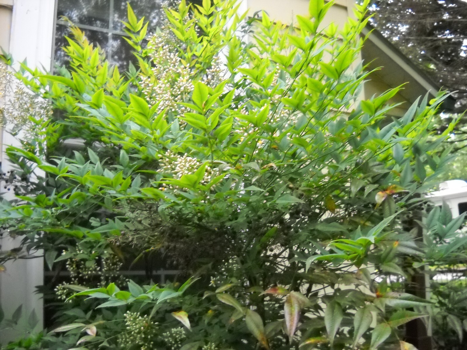 Evergreen Nandina Heavenly bamboo hardy ornamental plant bush shrub plant rooted