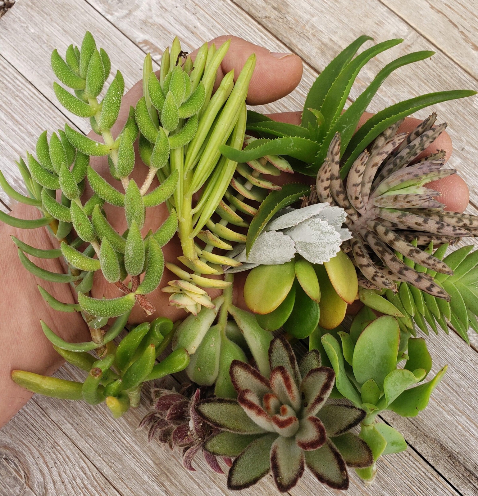 10 Assorted Succulents Cuttings cactus Cacti Succulent real live plant