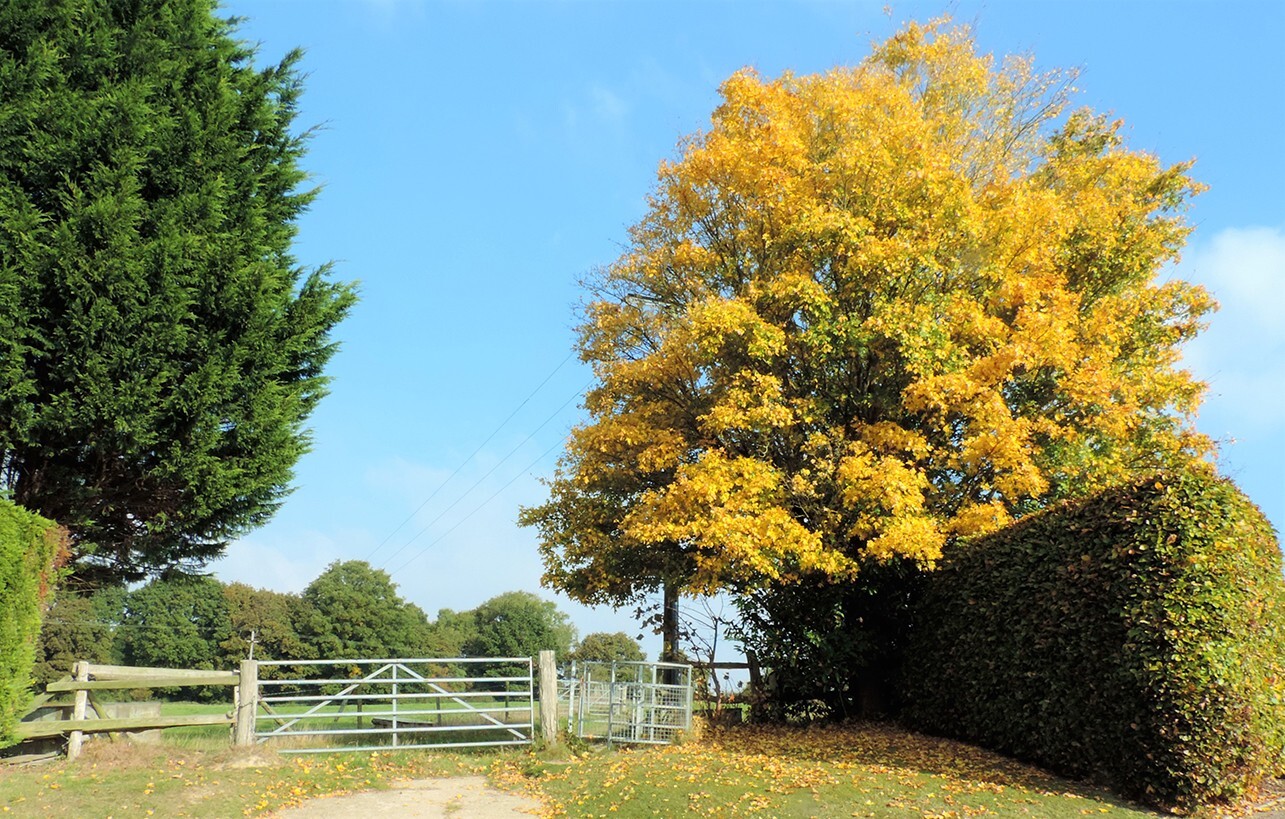 Field Maple Tree | Premium Seeds | Acer campestre ‘Summer’ | Plants’®
