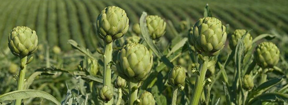 Fresh Artichoke ( Set Of 2 )