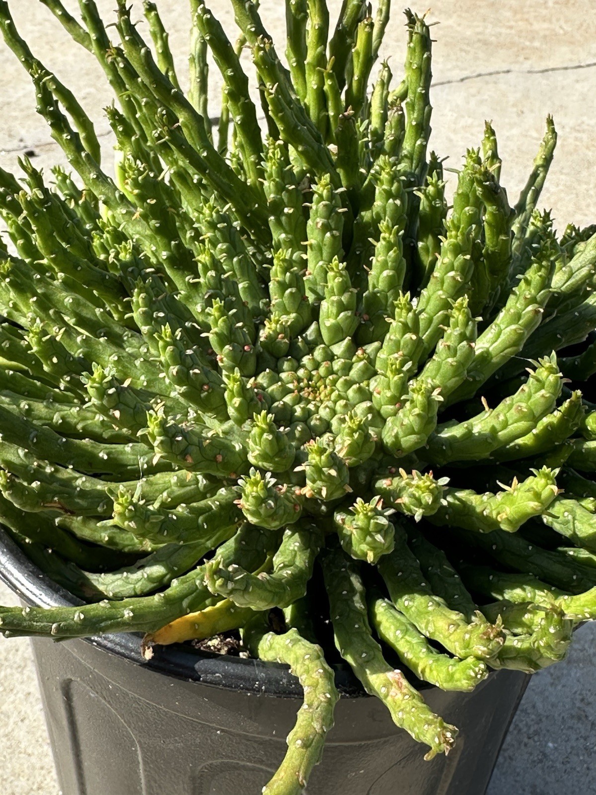 1 Gallon Large Euphorbia flanaganii Medusa’s Head Succulent 3+ Main Heads