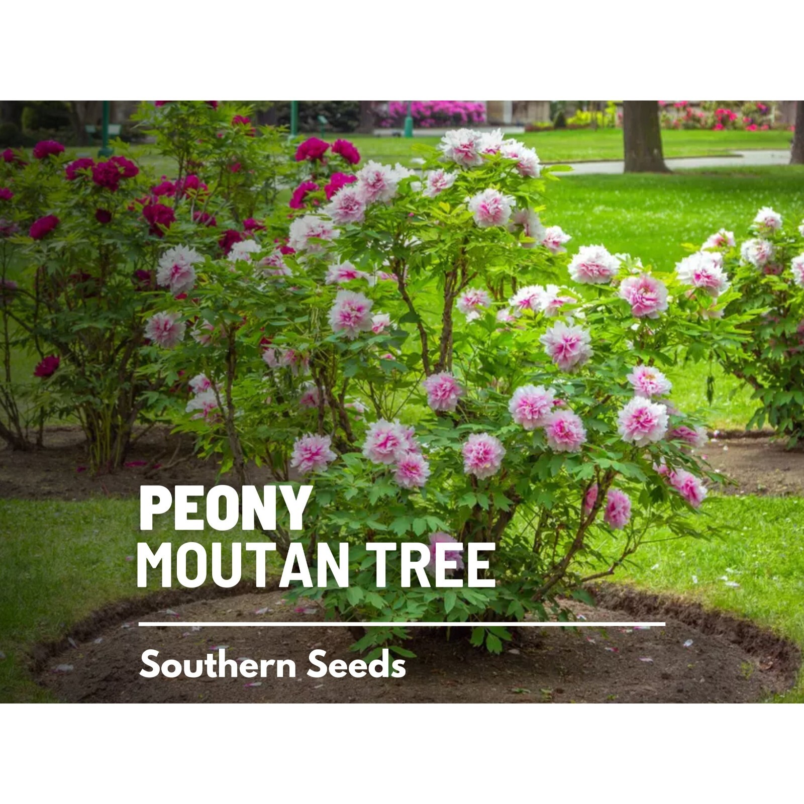 Peony, Moutan Tree – 10 Seeds – Heirloom Shrub – Paeonia suffruticosa