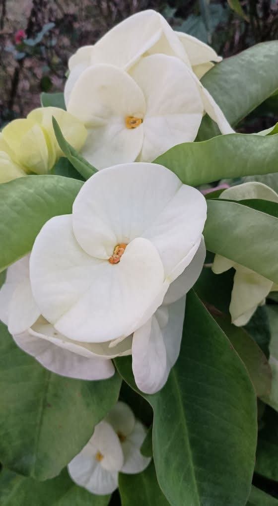 White Jumbo Millionaire Money Crown of Thorns Cutting (1 count/No roots)