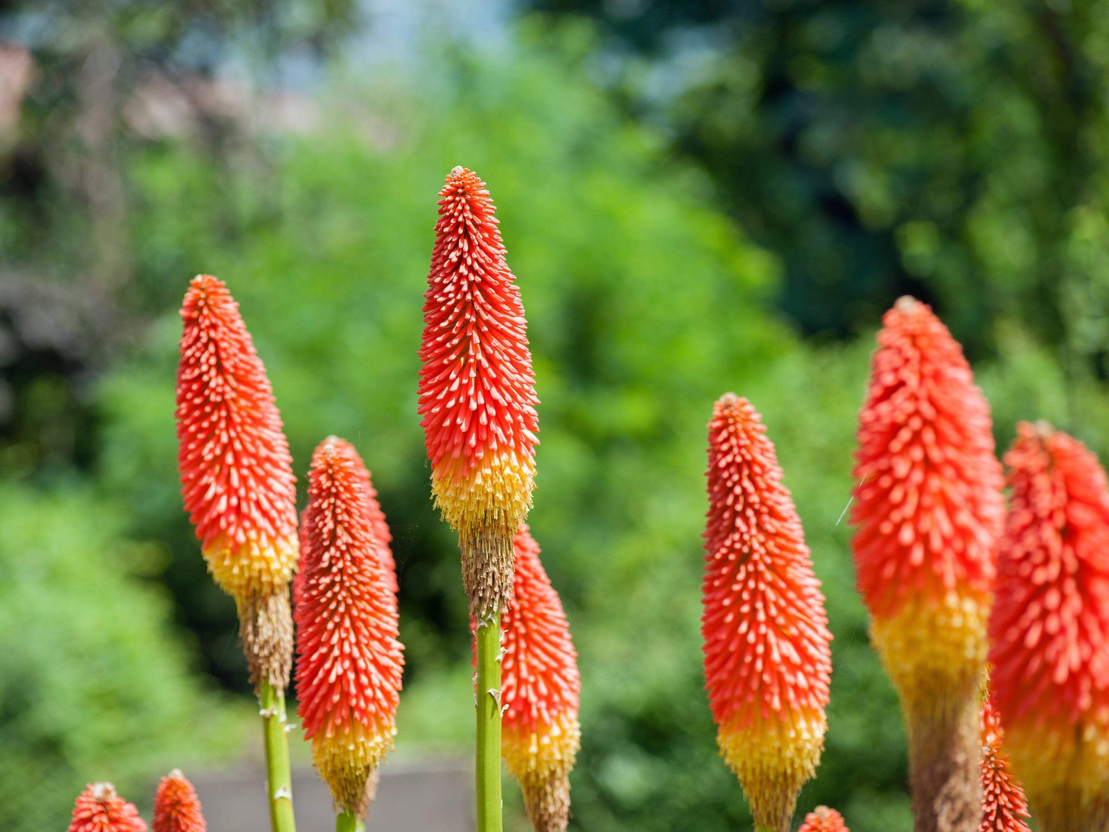 50 TORCH LILY Red Hot Poker / Tritoma / Kniphofia Uvaria Flower Seeds