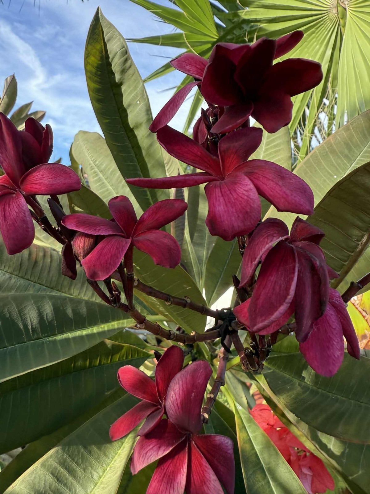 Hawaiian Red Ulaula Plumeria (Frangipani) Plant 8″ CUTTING – Fragrent