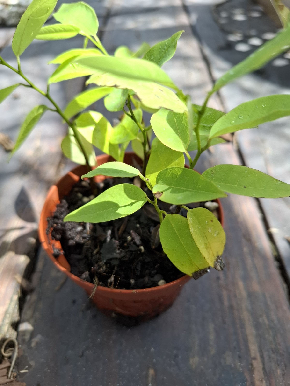 Sugar Apple Seedling – Live Plant 3-6″ Tall Healthy