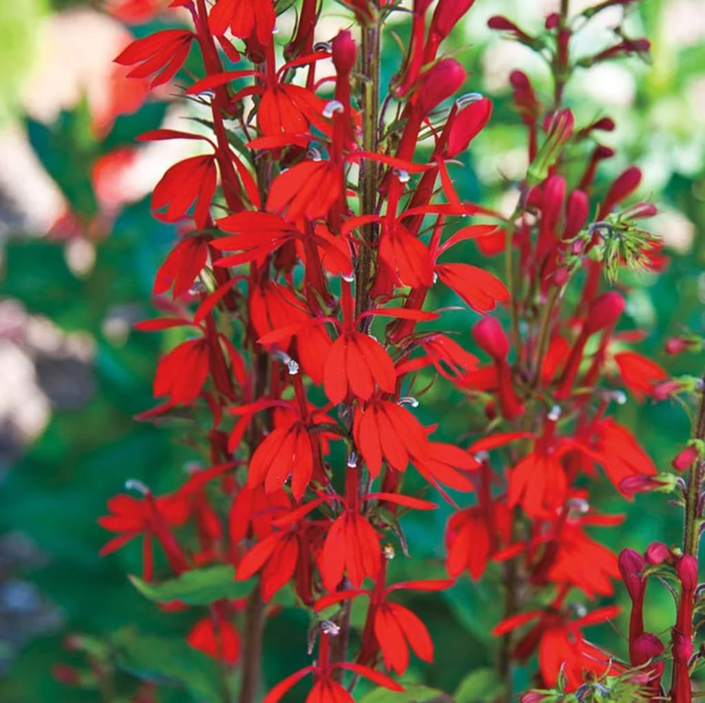 100 PCS Cardinal Flower Seeds Red Lobelia Cardinalis Hummingbird Garden