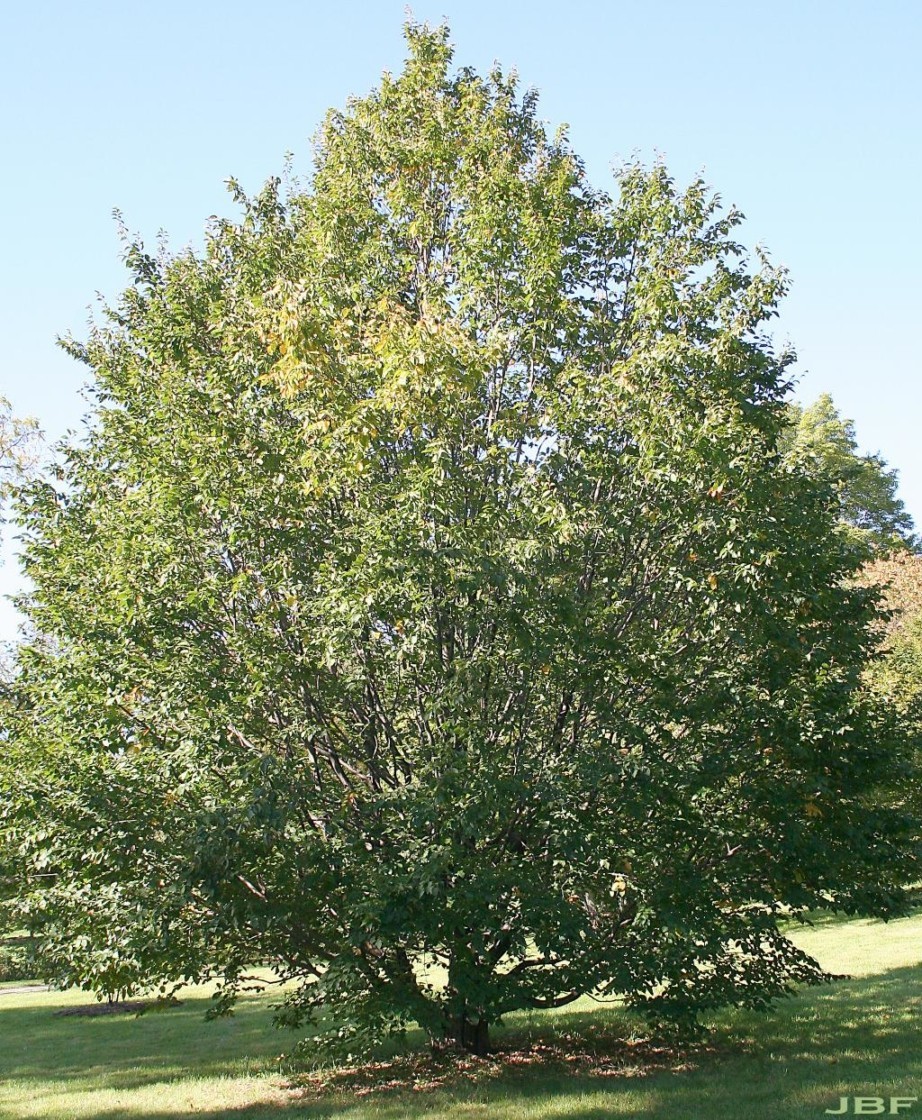 3 European Hornbeam Tree 12-24″ Carpinus betulus Bare Root