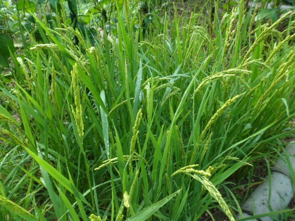 Japanese Short Grain Rice Seeds Oryza Sativa Rare Asian Koshihikari 200 Seeds