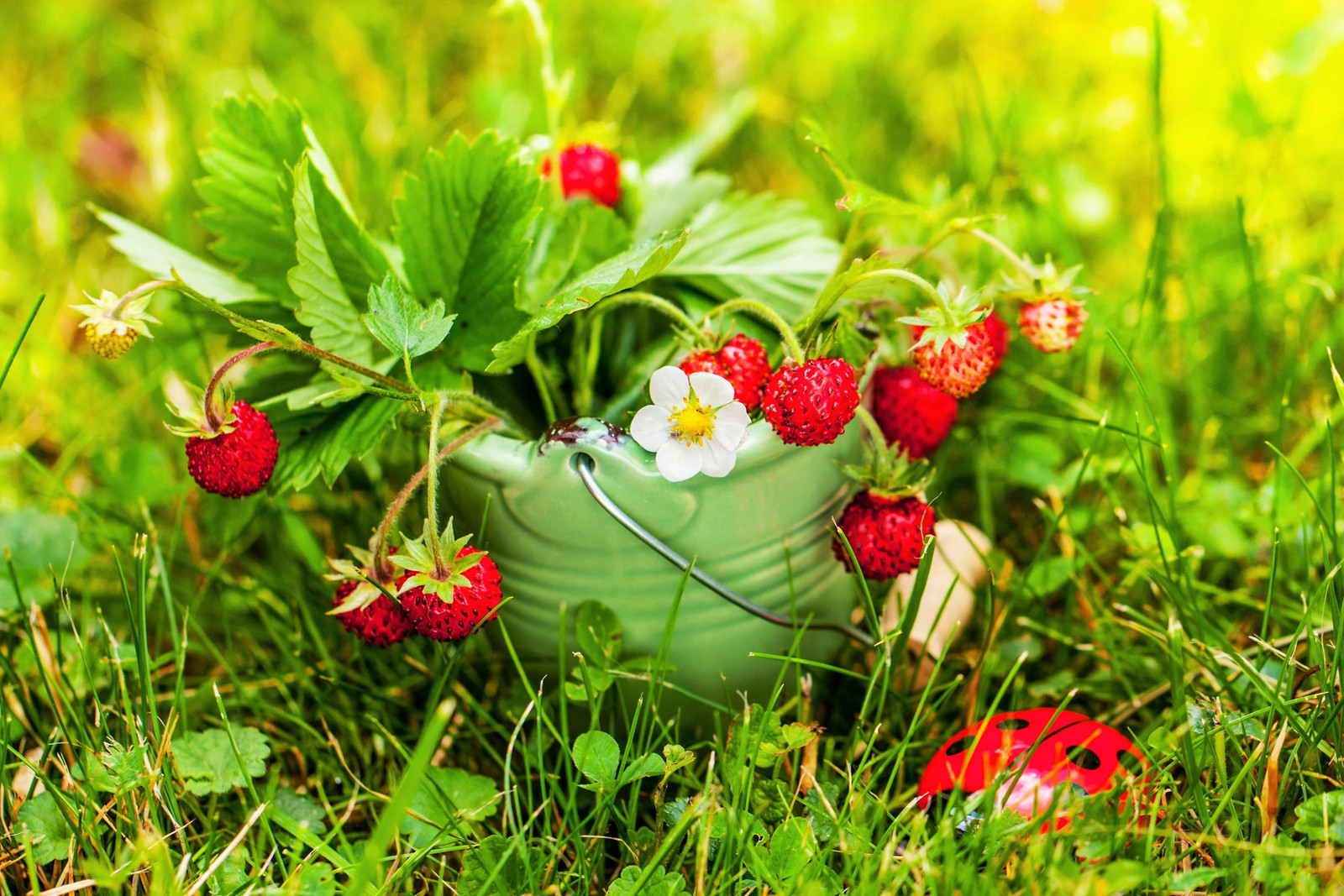 50 ALEXANDRIA STRAWBERRY Everbearing Alpine Fragaria Vesca Red Berry Fruit Seeds