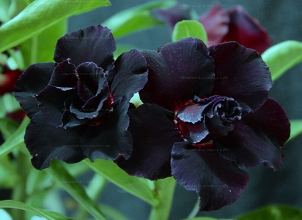 BLACK WAR~ Desert Rose Adenium Obesum SMALL Rooted Seedling Plant