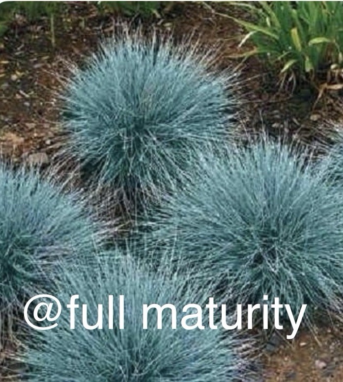 Branch Nursery Blue Fescue (Festuca) Seedling Potted Outdoor Blue Green