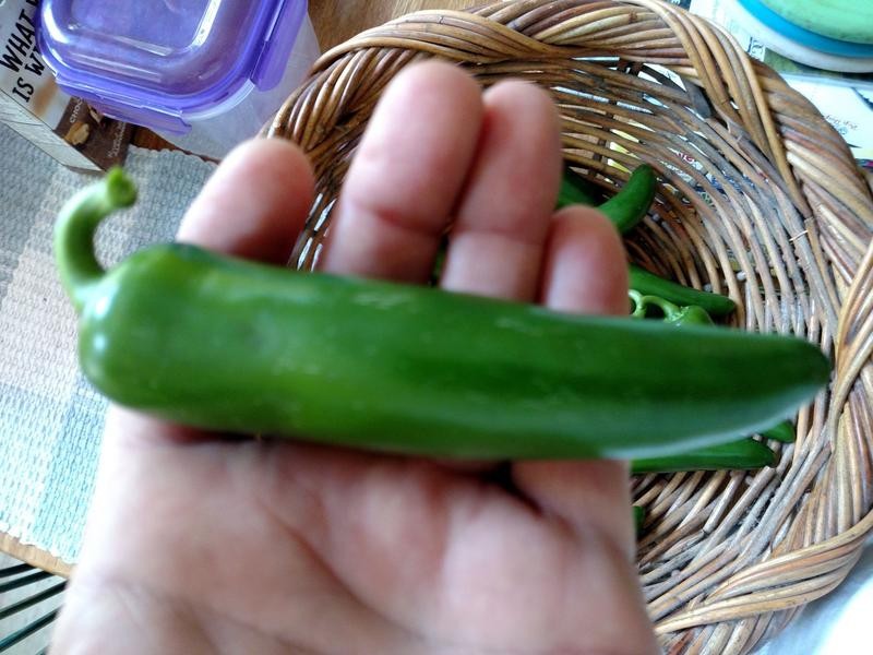 Hybrid Mammoth F1 Jalapeno Pepper: 10 Seeds, Free Shipping!