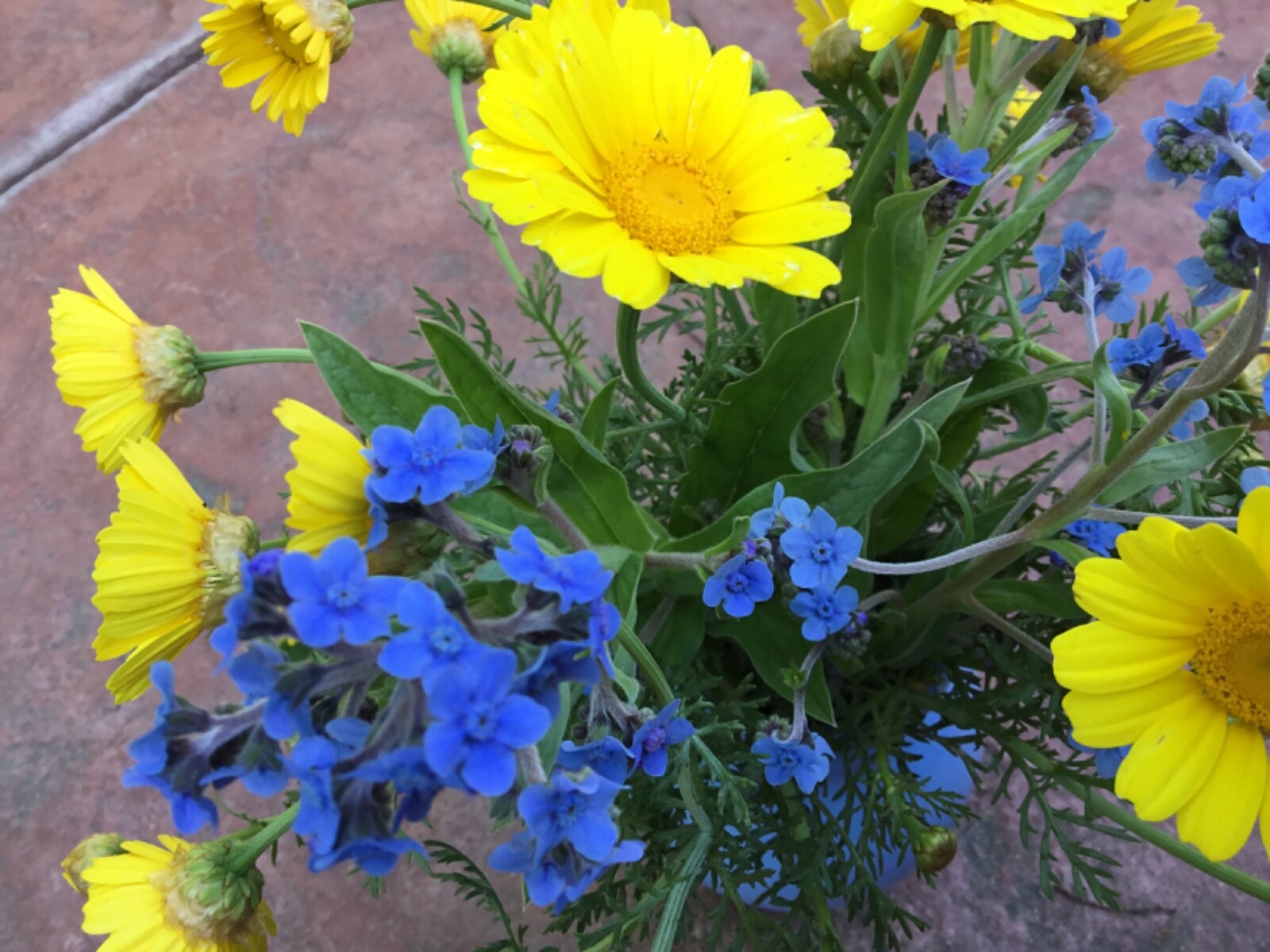 Flowers of Ukraine Flag Blue and Butter Yellow Seeds Forgetmenot and Daisy