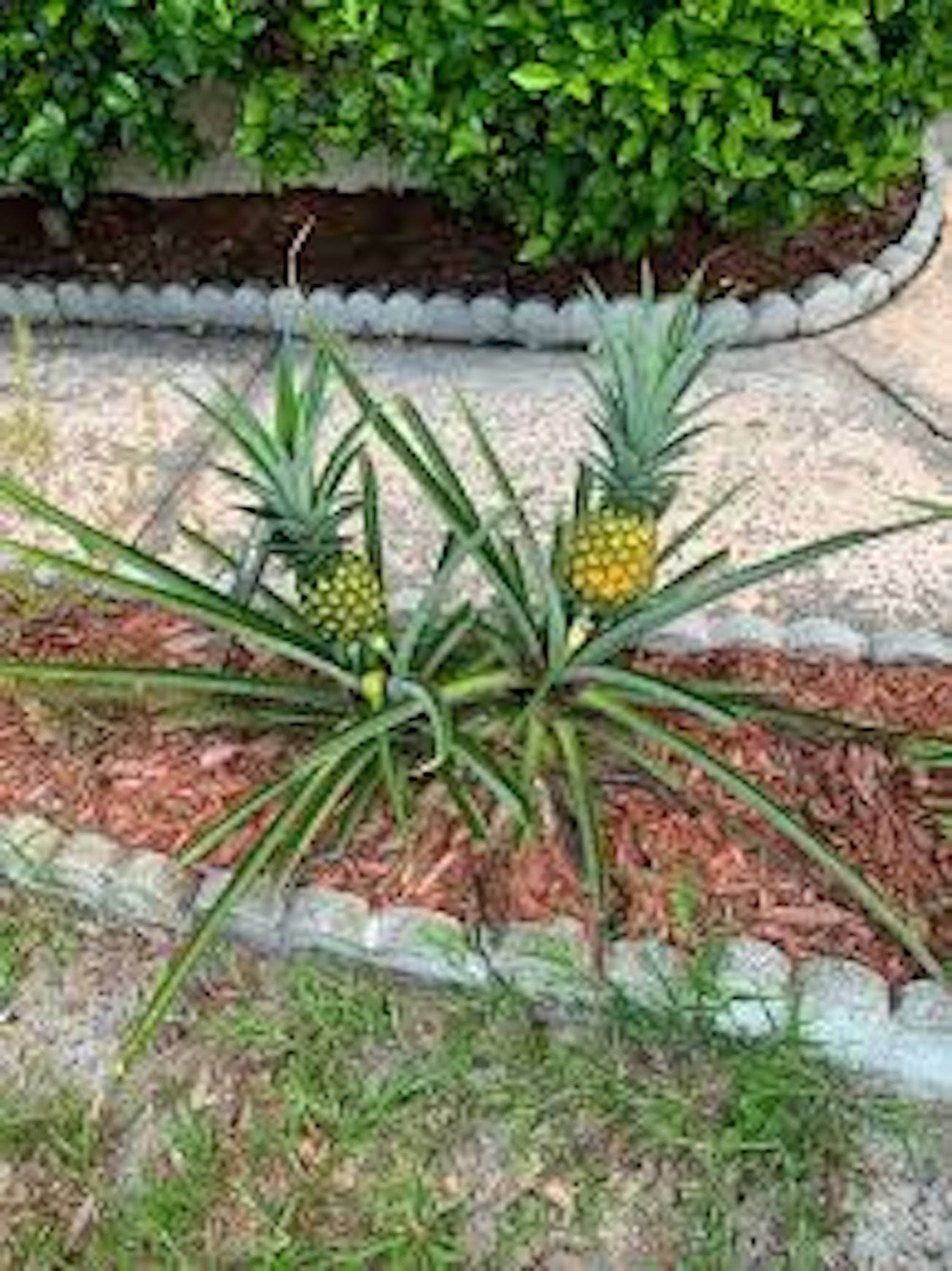 1 Florida Special Pineapple Plant Ananas Comosus Live Starter Fruit Plant