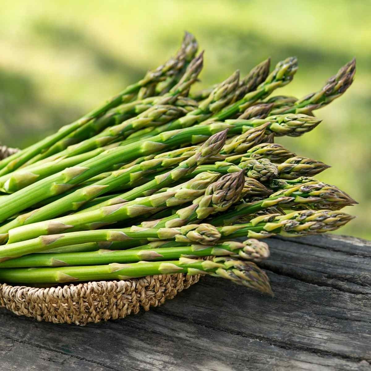 6 Asparagus Crowns “Mary Washington” (Pack of 6 Bare Root Plants) Zones 3-8