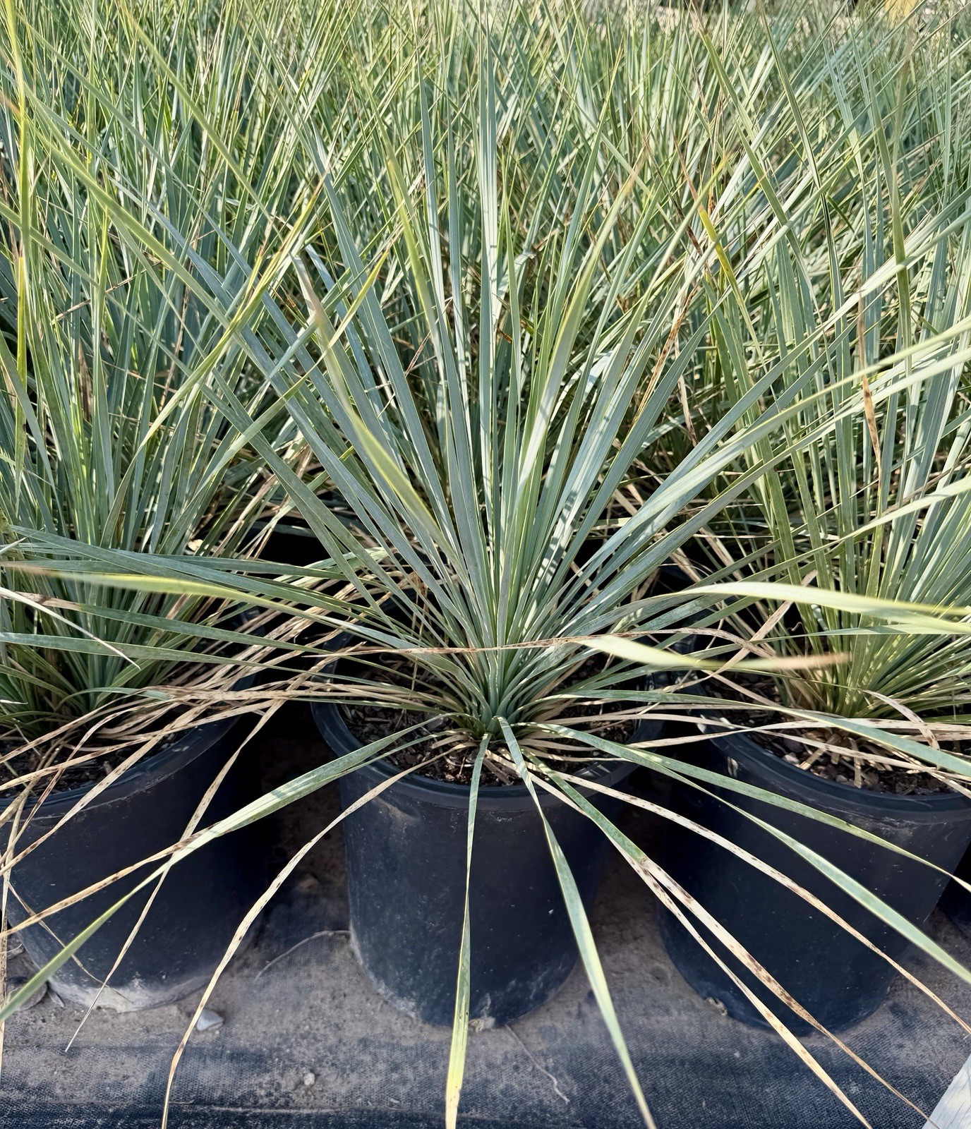 BLUE BIG BEND YUCCA ROSTRATA HARDY SUCCULENT LIVE PLANT BARE ROOT 18”-20” Tall