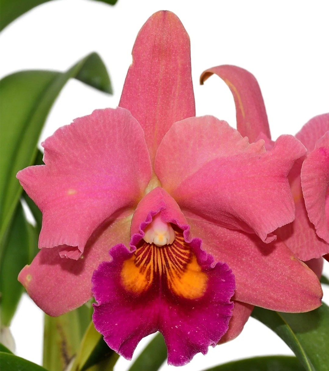 Rhyncholaeliocattleya Wayra Live Orchid Plant Pink Orange Color Varies Cattleya