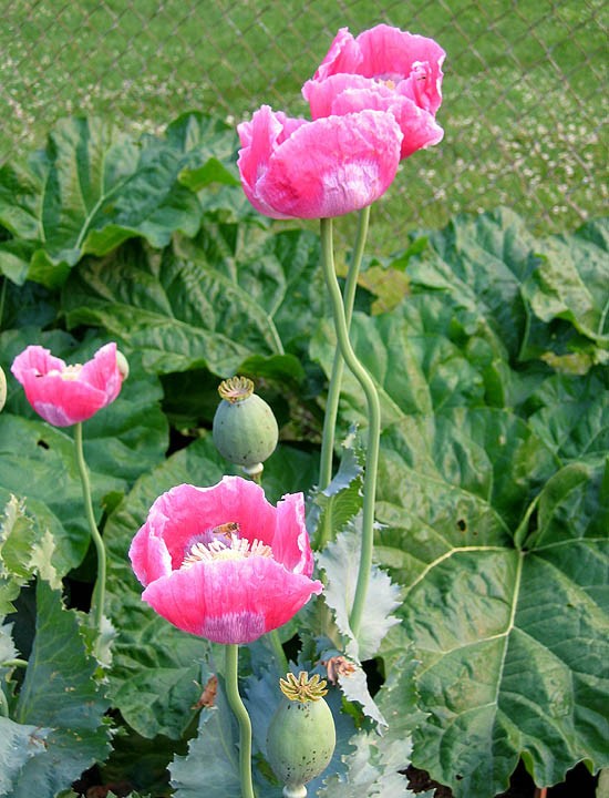 1,500 Fresh Giganteum Poppy Seeds – P. Somniferum – Giant Seed Heads&Huge Blooms