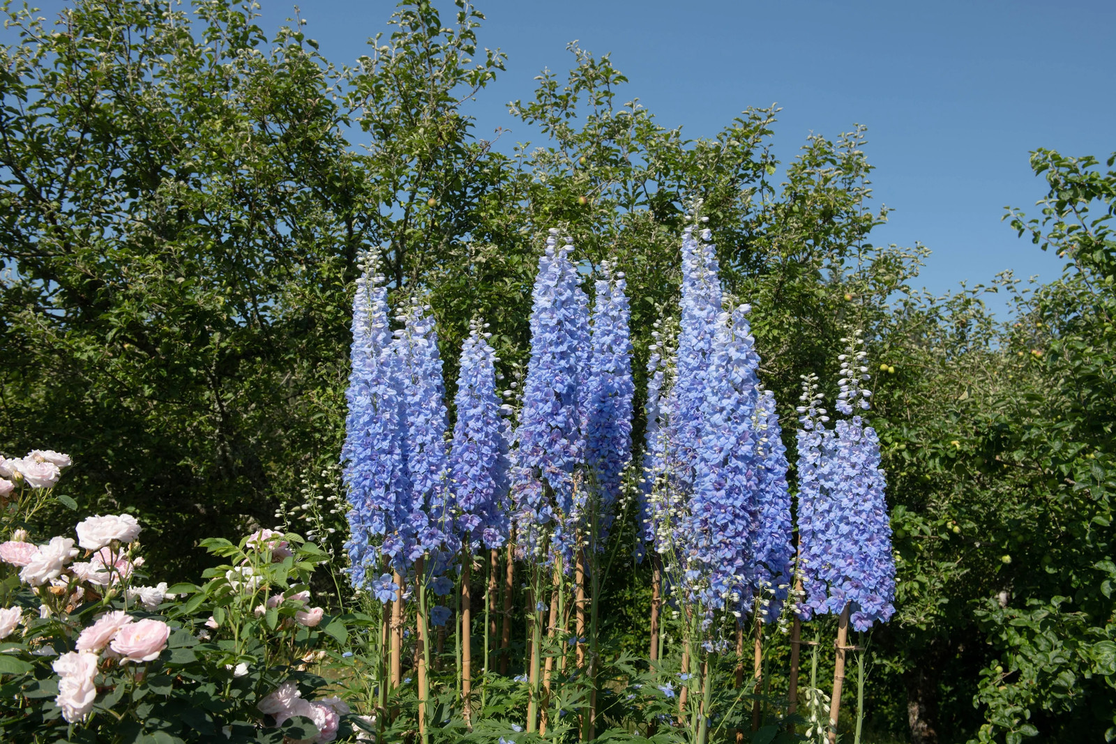 350 Blue with Pink ROCKET LARKSPUR DELPHINIUM Consolida Ajacis Seeds