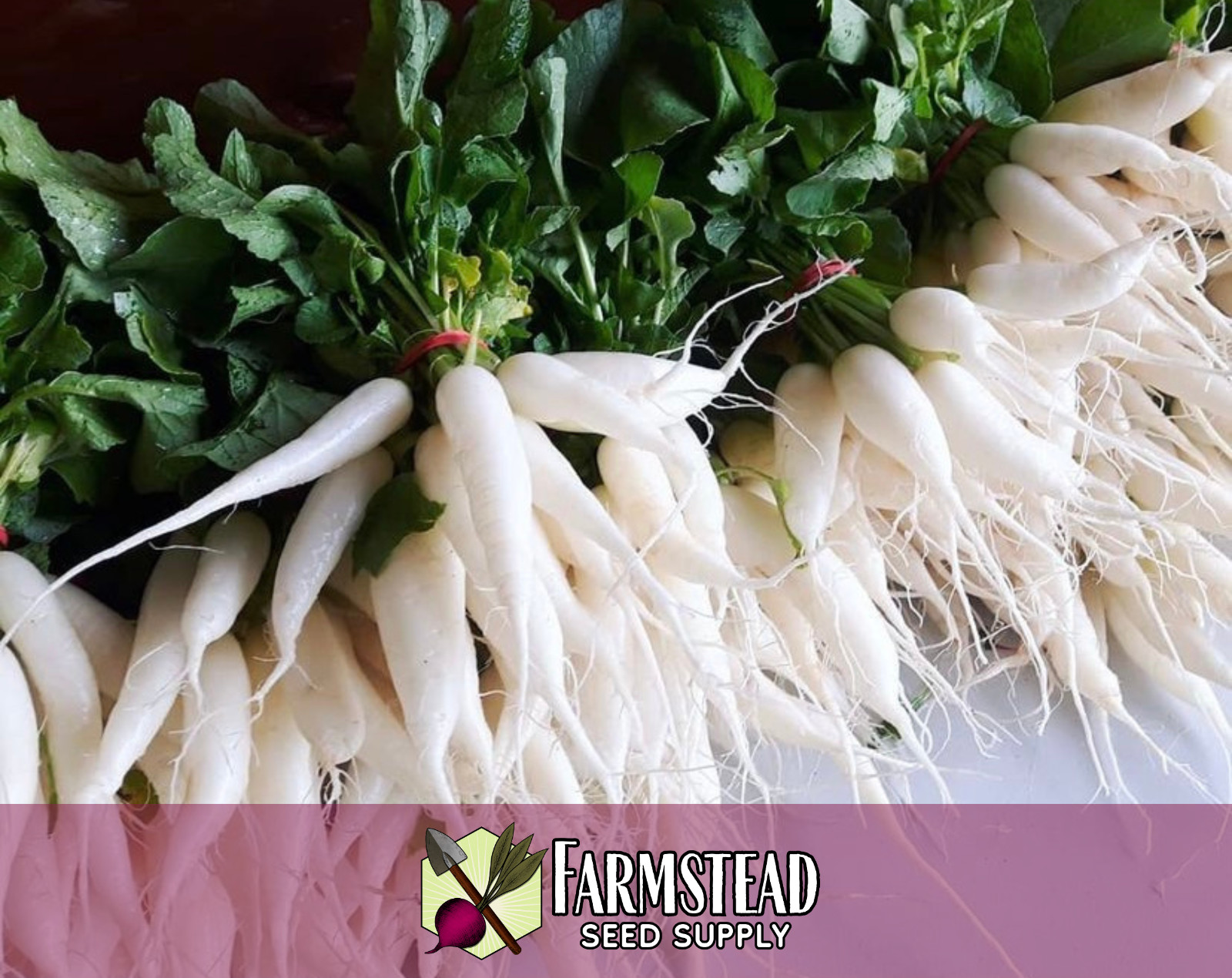 1200+ Radish Seeds [White Icicle] Heirloom, Non-GMO, Natural, Vegetable Seed