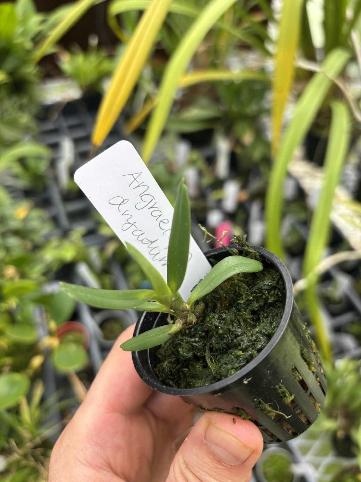 Angraecum dryadum Miniature Uncommon Fragrant Orchid Species