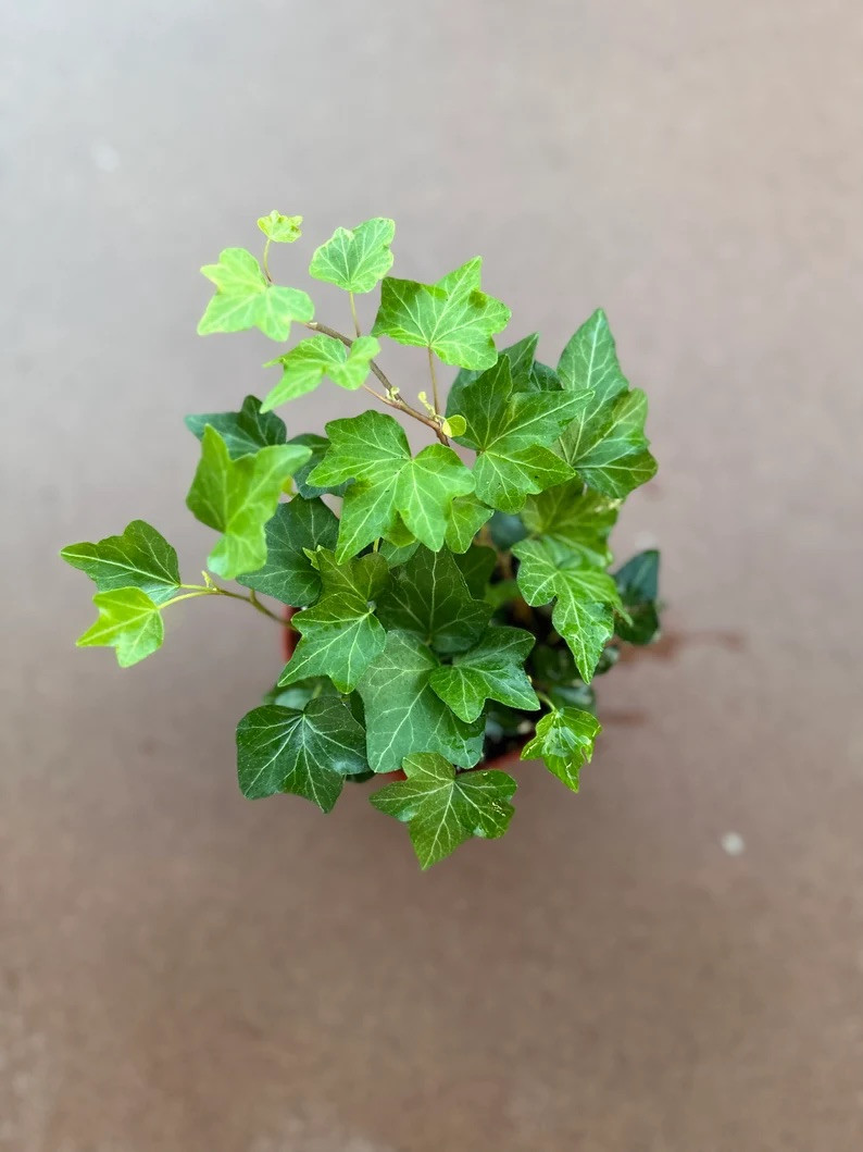 3 Ivy combo 4” Plant”Glacier Ivy” Pet Friendly Plant With Pot & Soil