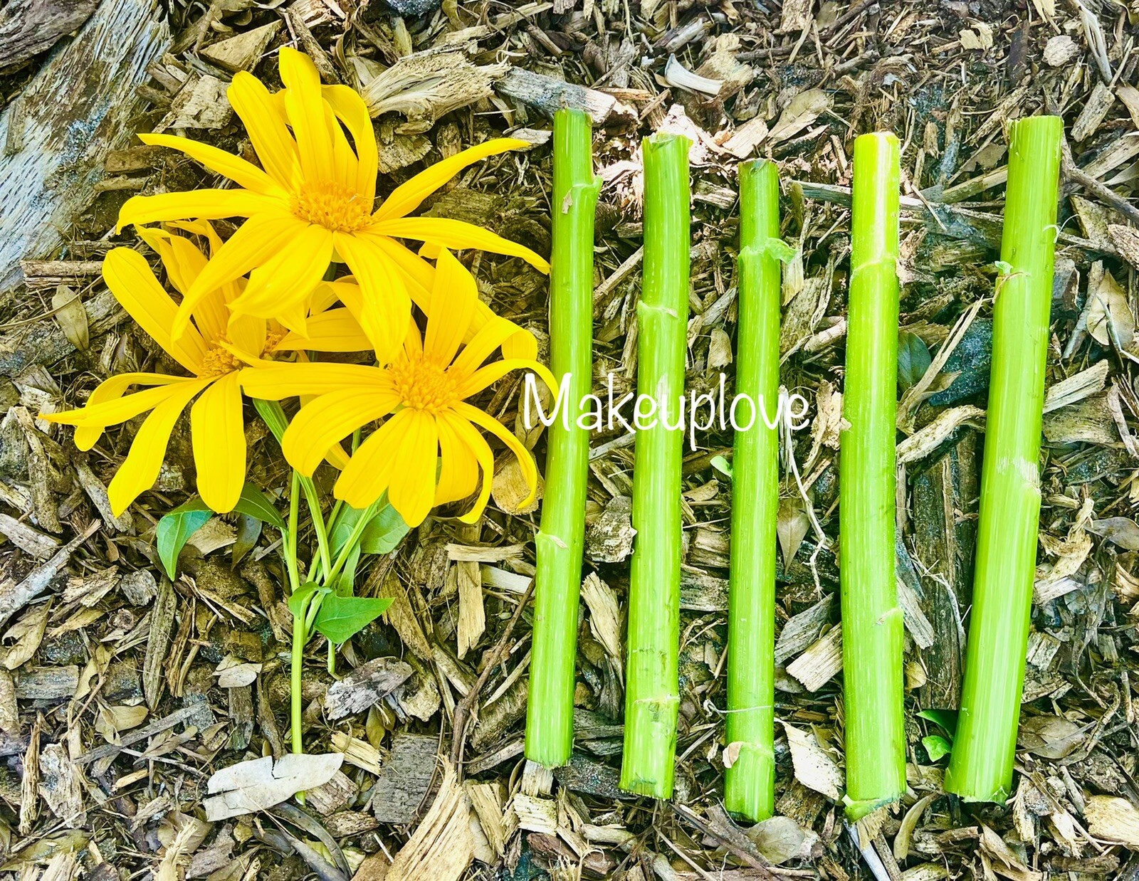 10+ Mexican Sunflower Cuttings – Fresh – 8 Inches – Tithonia Diversifolia