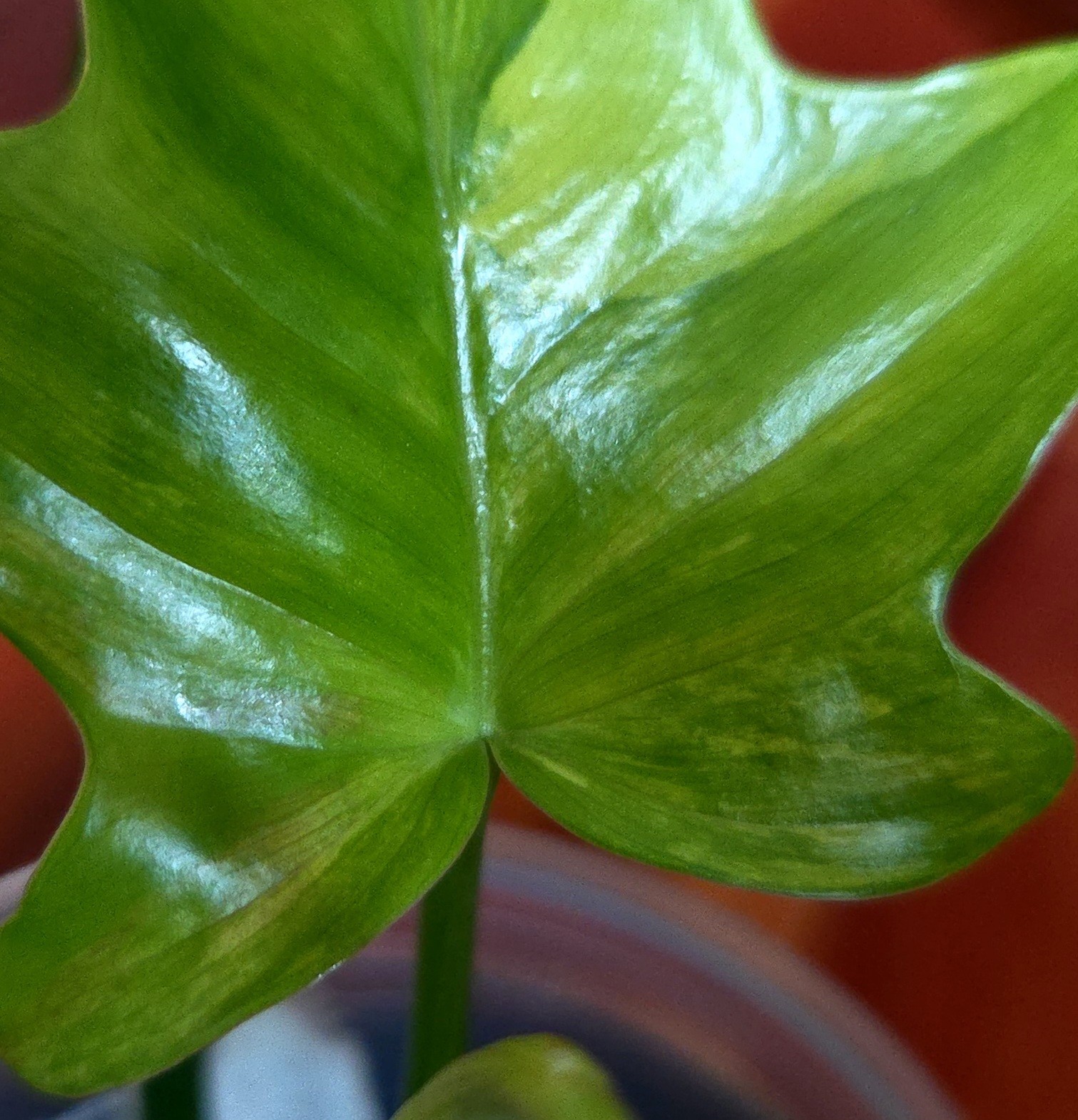 Rare Philodendron Variegated Pedatum 12″ Tall Not Monstera Anthurium Aroid