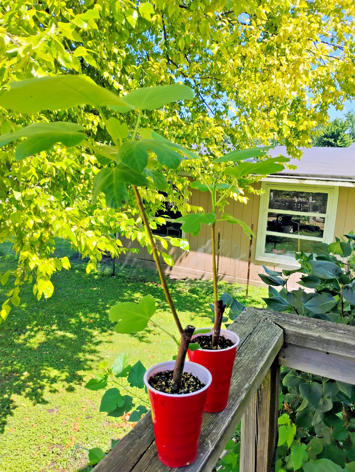 2 Italian 258 Fig Trees Ficus Carica 2 Healthy Cultivars 9″to 12″ H & 5″-7″ W