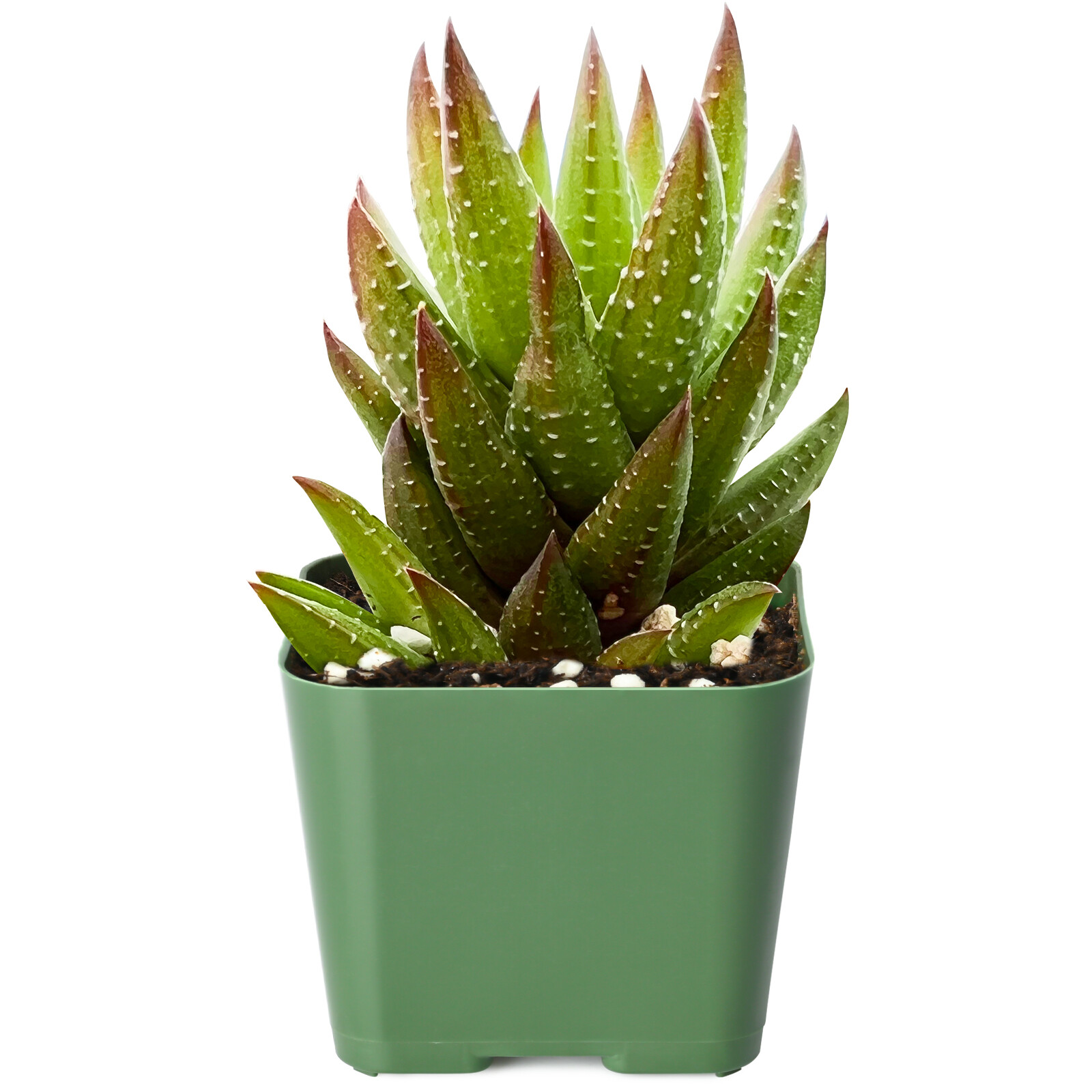 Live Haworthia Rubrobrunnea Succulent Rooted in 2” Planter for Gardening Gifts